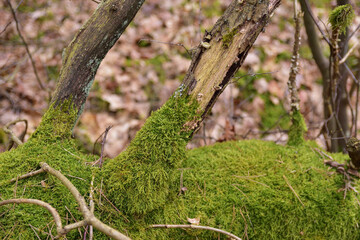 Fototapeta na wymiar A broken, overturned and mossy tree in the forest on a cloudy day.