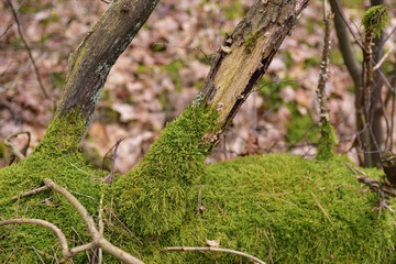 A broken, overturned and mossy tree in the forest on a cloudy day.