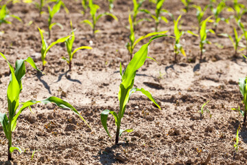green young corn on an agricultural field in the spring season