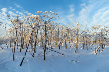 hogweed under the snow