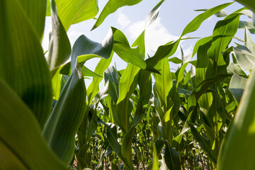 Obraz premium young green immature corn in the field
