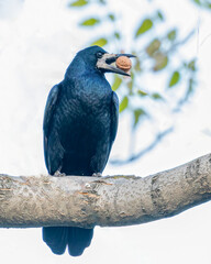 Crow with a Walnut on a tree