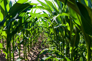 young green immature corn in the field