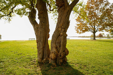 Pair of thick trees on a green meadow in Delaware, USA