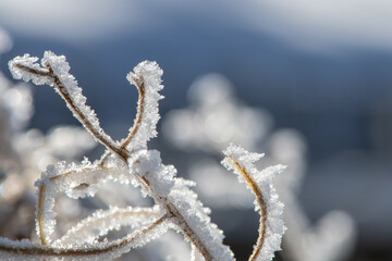 Frostiger Morgen im Garten, Raureif am Ast