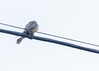 A Nighthawk sitting on a wire