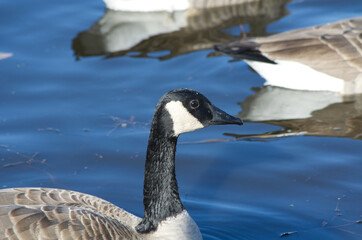 Canada Geese in Blue Waters