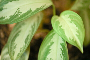Obraz premium Green leaves in the garden