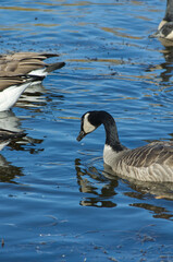 Canada Geese in Blue Waters