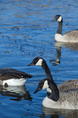 Canada Geese in Blue Waters