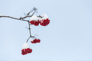 clusters of juicy ripe mountain ash under snow caps against the sky