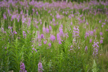 Obraz premium Pink flowers of cypress,Epilobium or Chamerion narrow-leaved, in flower ivan-tea. High quality photo