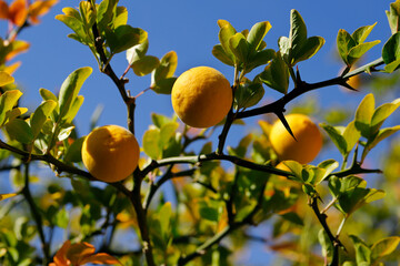 View of bitter oranges tree branch on the blue sky background