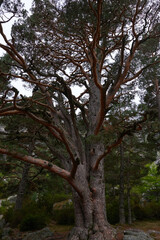 A huge oak tree with large branches in autumn