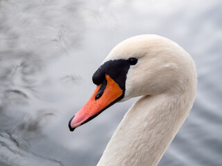 The head of a swan © Brigita