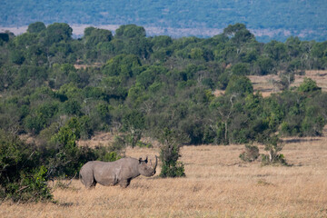 Africa, Kenya, Laikipia Plateau, Ol Pejeta Conservancy. Black rhinoceros, endangered species.