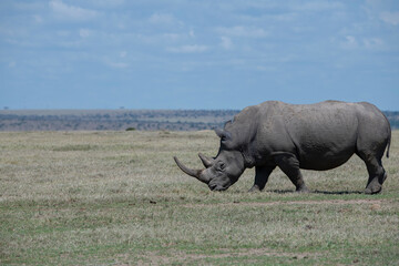 Fototapeta premium Africa, Kenya, Ol Pejeta. Southern white rhinoceros (Ceratotherium simum simum) near threatened species.