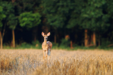 Closeup of a young deer in a meadow