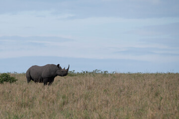 Africa, Kenya, Serengeti, Maasai Mara. Black rhinoceros, Critically Endangered species.