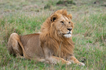 Naklejka na ściany i meble Africa, Kenya, Northern Serengeti Plains, Maasai Mara. Lone male lion in grassland habitat.