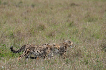 Africa, Kenya, Serengeti, Maasai Mara. Young cheetahs, endangered species.