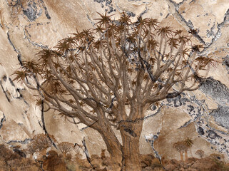 Africa, Namibia. Quiver tree and bark photo montage.