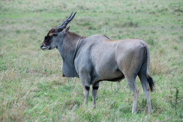 Naklejka na ściany i meble Africa, Kenya, Serengeti, Maasai Mara. Male common eland (Taurotragus oryx), aka southern eland.