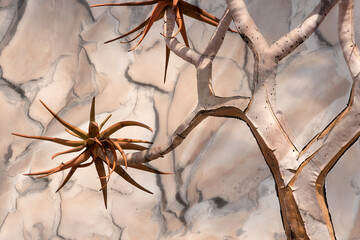 Africa, Namibia. Quiver tree and bark photo montage.