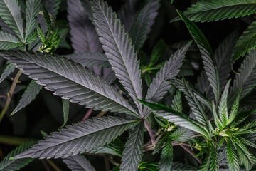 Mature marijuana plant with bud and leaves. Marijuana plant texture on an indoor cannabis farm.The concept of Indoor grow marijuana. marijuana for recreational purposes.