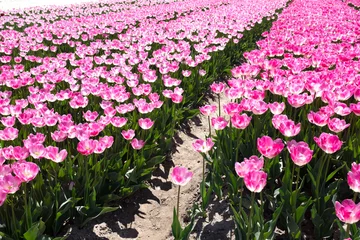 Tuinposter Tulip field, Flevoland Province, The Netherlands © Holland-PhotostockNL