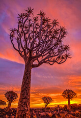 Africa, Namibia. Quiver trees at sunset.
