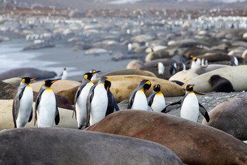 Obraz premium Southern Ocean, South Georgia. A group of king penguins find their way through the elephant seals with the crowded beach in the background.