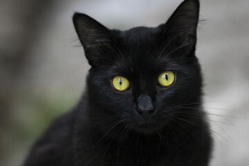 Naklejka na ściany i meble Black cat, cat, 