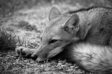 Resting foxy