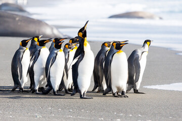 Southern Ocean, South Georgia. A group of king penguins walk on the beach in a tight bunch.