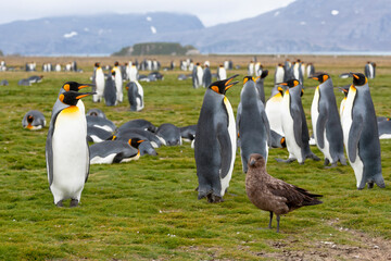 Fototapeta premium Southern Ocean, South Georgia, Salisbury Plain, king penguin, brown skua, Catharacta antarctica. View of Salisbury Plain with penguins and skua.