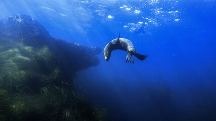 Obraz premium sealion swimming