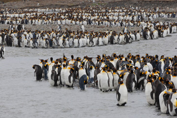 Obraz premium Southern Ocean, South Georgia, St. Andrew's Bay. A meltwater river flows through the colony and the penguins line its edges.
