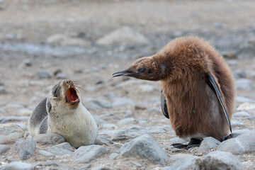 Southern Ocean, South Georgia, king penguin, Antarctic fur seal. A king penguin chick threatens a...