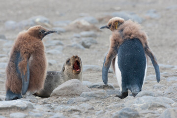 Southern Ocean, South Georgia, king penguin, Antarctic fur seal. Two king penguin chicks tease a...