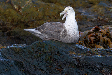 Southern Ocean, South Georgia, southern giant petrel, Macronectes giantess. Portrait of a southern giant petrel with its light greenish tint to its bill.