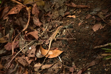 lizard