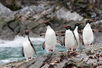 Southern Ocean, South Georgia, Cooper Bay, macaroni penguin. A group of macaroni penguins moves along the rocks toward the sea.