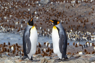 Southern Ocean, South Georgia. Two adult penguins stand overlooking the colony with fewer penguins than normal.