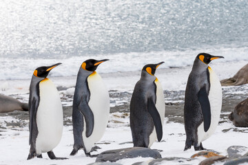 Southern Ocean, South Georgia, Salisbury Plain. Four adult king penguins line up in a row on the snowy beach.