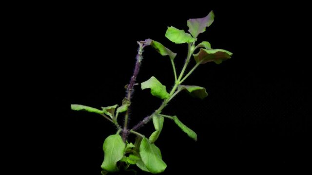 Timelapse of a green plant under phytolamps on 