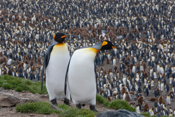 Obraz premium Southern Ocean, South Georgia, St. Andrew's Bay. Two adults stand together overlooking the crowded colony.