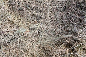 Withered hay background
