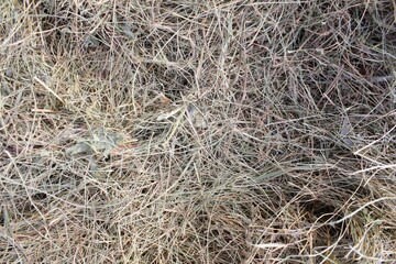 Withered hay background