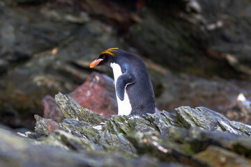 Southern Ocean, South Georgia, Cooper Bay, macaroni penguin. Portrait of a macaroni penguin standing on the rocks.
